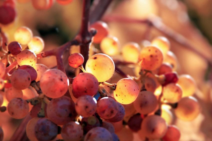 vitis vinifera health benefits