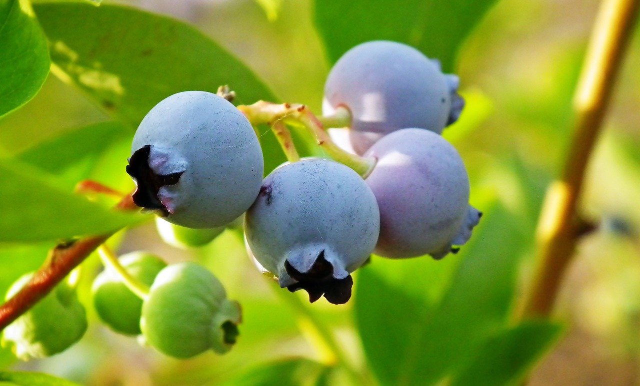manfaat kesihatan ekstrak bilberry