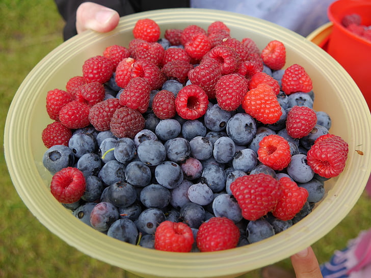 super berries benefits